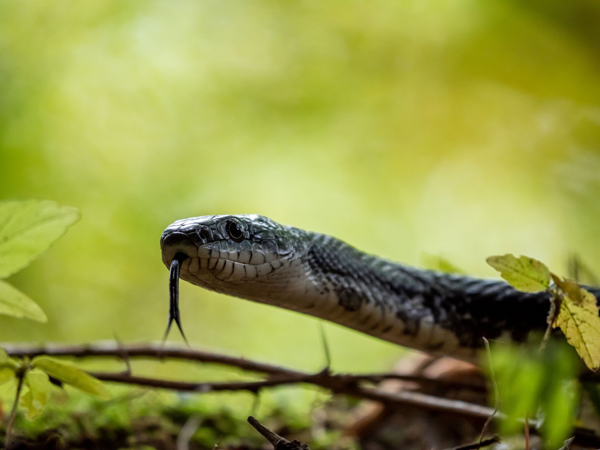 Black Snake - Ely Jennis Photography